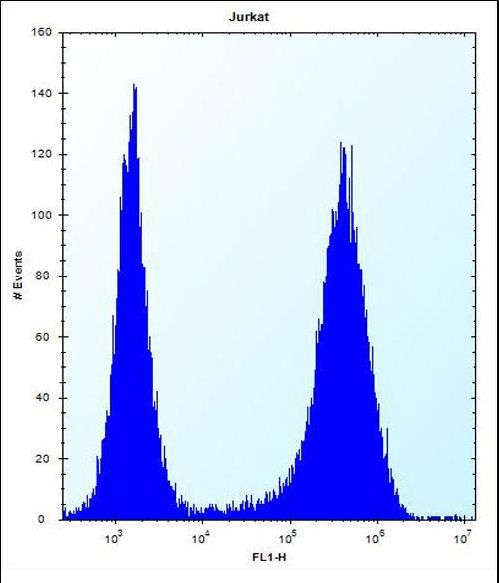 SPOPL Antibody flow cytometry of Jurkat cells (right histogram) compared to a negative control cell (left histogram). FITC-conjugated donkey-anti-rabbit secondary antibodies were used for the analysis.