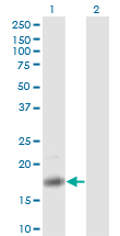 Western blot of PTN expression in transfected 293T cell line by PTN monoclonal antibody (M01), clone 5C3.