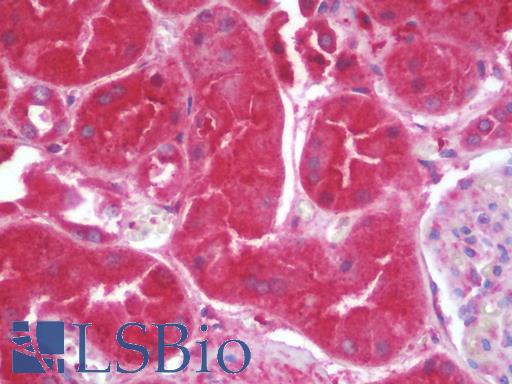 Anti-SPP1 / Osteopontin antibody IHC staining of human kidney. Immunohistochemistry of formalin-fixed, paraffin-embedded tissue after heat-induced antigen retrieval. Antibody LS-B10122 concentration 10 ug/ml.