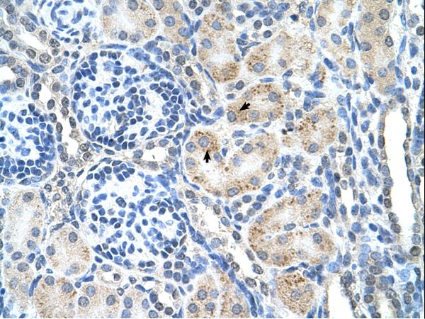 SPPL2B antibody LS-C80685 was used in IHC to stain formalin-fixed, paraffin-embedded human kidney.