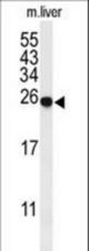 Western blot of SPR Antibody in mouse liver tissue lysates (35 ug/lane). SPR (arrow) was detected using the purified antibody.