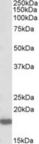 PTN antibody (0.3 ug/ml) staining of Rat Brain lysate (35 ug protein/ml in RIPA buffer). Primary incubation was 1 hour. Detected by chemiluminescence.