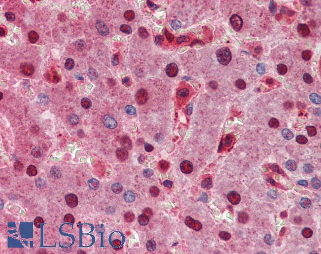 Anti-SPRED1 antibody IHC of human liver. Immunohistochemistry of formalin-fixed, paraffin-embedded tissue after heat-induced antigen retrieval. Antibody LS-B3845 concentration 5 ug/ml.
