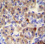 SPRED3 antibody immunohistochemistry of formalin-fixed and paraffin-embedded human pancreas tissue followed by peroxidase-conjugated secondary antibody and DAB staining.