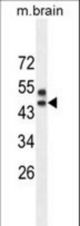 SPRED3 Antibody western blot of mouse brain tissue lysates (35 ug/lane). The SPRED3 antibody detected the SPRED3 protein (arrow).