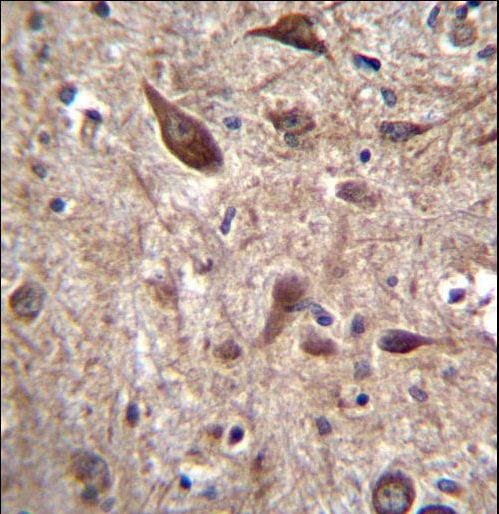 PTN Antibody immunohistochemistry of formalin-fixed and paraffin-embedded human brain tissue followed by peroxidase-conjugated secondary antibody and DAB staining.