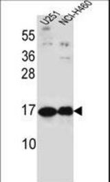 PTN Antibody western blot of U251,NCI-H460 cell line lysates (35 ug/lane). The PTN antibody detected the PTN protein (arrow).