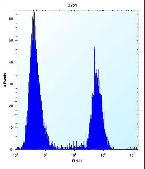 PTN Antibody flow cytometry of U251 cells (right histogram) compared to a negative control cell (left histogram). FITC-conjugated goat-anti-rabbit secondary antibodies were used for the analysis.