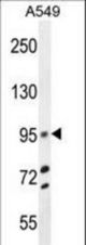 TRIM9 Antibody western blot of A549 cell line lysates (35 ug/lane). The TRIM9 antibody detected the TRIM9 protein (arrow).