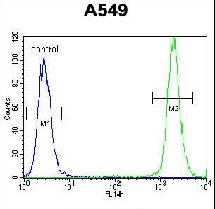 TRIM9 Antibody flow cytometry of A549 cells (right histogram) compared to a negative control cell (left histogram). FITC-conjugated goat-anti-rabbit secondary antibodies were used for the analysis.