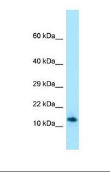 Western blot of Human HT1080. SPRN antibody dilution 1.0 ug/ml.