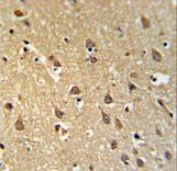 SPRN Antibody IHC of formalin-fixed and paraffin-embedded brain tissue followed by peroxidase-conjugated secondary antibody and DAB staining.
