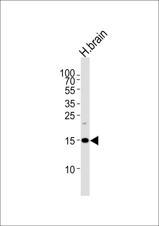 Western blot of lysate from human brain tissue lysate, using SPRN Antibody. Antibody was diluted at 1:1000 at each lane. A goat anti-rabbit IgG H&L (HRP) at 1:5000 dilution was used as the secondary antibody. Lysate at 35ug per lane.