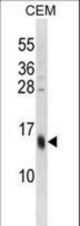 SPRR3 Antibody western blot of CEM cell line lysates (35 ug/lane). The SPRR3 antibody detected the SPRR3 protein (arrow).