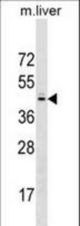 SPRY2 Antibody western blot of mouse liver tissue lysates (35 ug/lane). The SPRY2 antibody detected the SPRY2 protein (arrow).