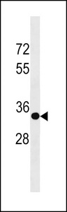 SPRY3 Antibody western blot of 293 cell line lysates (35 ug/lane). The SPRY3 antibody detected the SPRY3 protein (arrow).