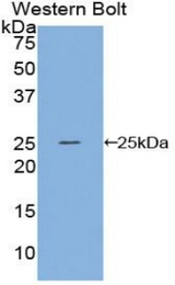 Western blot of recombinant SPRY3 / Sprouty 3.