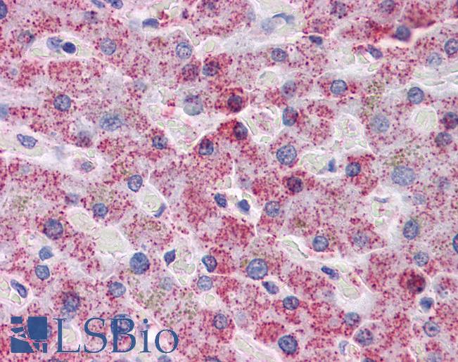 Anti-SPSB2 antibody IHC of human liver. Immunohistochemistry of formalin-fixed, paraffin-embedded tissue after heat-induced antigen retrieval. Antibody LS-B4541 concentration 5 ug/ml.