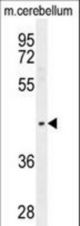 PTOV1 Antibody western blot of mouse cerebellum tissue lysates (35 ug/lane). The PTOV1 antibody detected the PTOV1 protein (arrow).