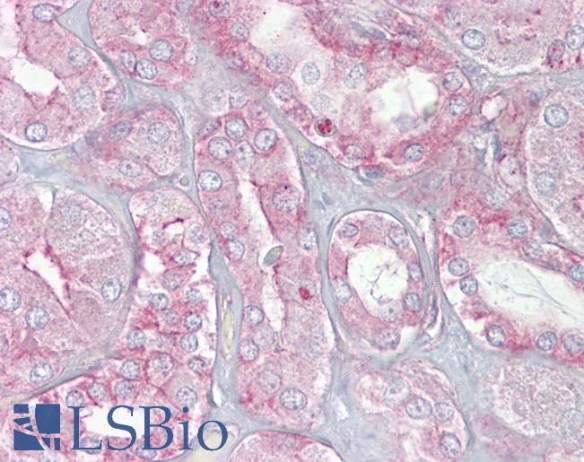 Anti-SPTAN1 / Alpha Fodrin antibody IHC of human kidney. Immunohistochemistry of formalin-fixed, paraffin-embedded tissue after heat-induced antigen retrieval. Antibody LS-B6946 concentration 5 ug/ml.