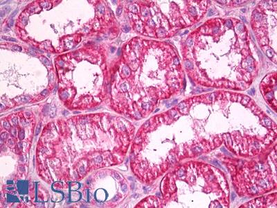Anti-SPTBN1 antibody IHC of human kidney. Immunohistochemistry of formalin-fixed, paraffin-embedded tissue after heat-induced antigen retrieval. Antibody LS-B7127 dilution 1:100.