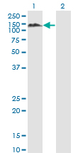 Western blot of PTPN12 expression in transfected 293T cell line by PTPN12 monoclonal antibody, clone 4G6.
