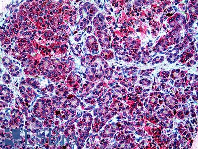 Anti-SPTBN4 antibody IHC of human pancreas. Immunohistochemistry of formalin-fixed, paraffin-embedded tissue after heat-induced antigen retrieval. Antibody LS-B5099 concentration 2.5 ug/ml.