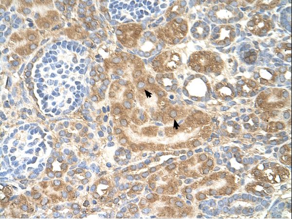 SPTLC1 antibody LS-C80924 was used in IHC to stain formalin-fixed, paraffin-embedded human kidney.