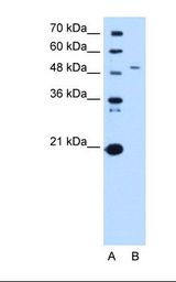 Lane A: Marker. Lane B: HepG2 cell lysate. Antibody concentration: 0.5 ug/ml. Gel concentration: 12%.