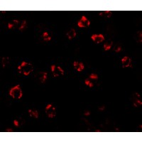Immunofluorescence of SPT2 in 3T3 cells with SPT2 antibody at 20 µg/mL.