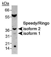 Detection of Speedy/Ringo in mouse testis using antibody at 2 ug/ml.