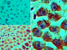 IHC of SPZ1 in formalin-fixed, paraffin-embedded mouse testis tissue using an isotype control (top left) and LS-C148628 (bottom left, right) at 5 ug/ml.