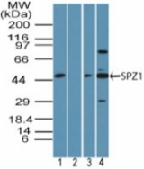 Western blot of SPZ1 in human testis lysate in the 1) absence and2) presence of immunizing peptide, 3) mouse testis lysate and 4) rat testis lysate using LS-C148628 at 3 ug/ml in human and 1 ug/ml in mouse and rat samples. Goat anti-rabbit Ig HRP secondary antibody, and PicoTect ECL substrate solution, were used for this test.