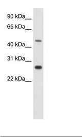 NIH 3T3 Cell Lysate