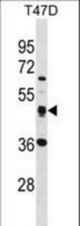 SQRDL Antibody western blot of T47D cell line lysates (35 ug/lane). The SQRDL antibody detected the SQRDL protein (arrow).