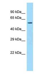 SQRDL antibody Western Blot of Mouse Liver.