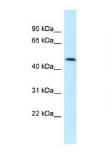 SQRDL antibody LS-C145898 Western blot of HepG2 Cell lysate. Antibody concentration 1 ug/ml.