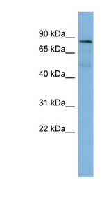 PTPN12 antibody LS-C107660 Western blot of HT1080 cell lysate.