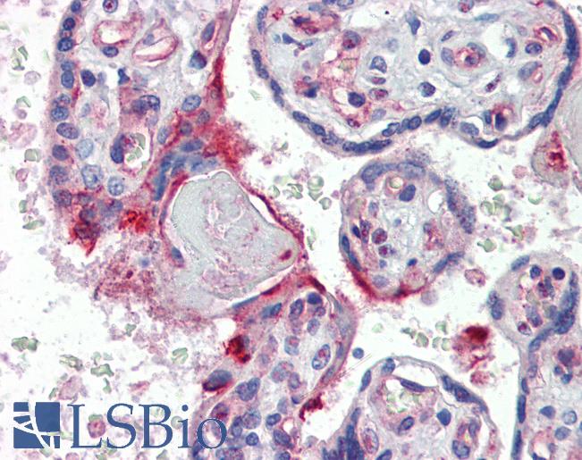 Anti-SRC antibody IHC of human placenta. Immunohistochemistry of formalin-fixed, paraffin-embedded tissue after heat-induced antigen retrieval. Antibody LS-B3308 concentration 5 ug/ml.