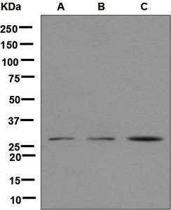 Western blot analysis on (A) LnCaP, (B) human testis, and (C) PC-3 cell lysates using anti-SRD5A2 antibody.
