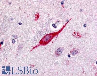 Anti-GPR85 antibody LS-A342 IHC of human brain, neuron. Immunohistochemistry of formalin-fixed, paraffin-embedded tissue after heat-induced antigen retrieval.