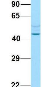 SREB / GPR85 antibody Western Blot of Human Fetal Brain. Antibody Dilution: 1.0 ug/ml. Antibody dilution: 1 ug/ml.