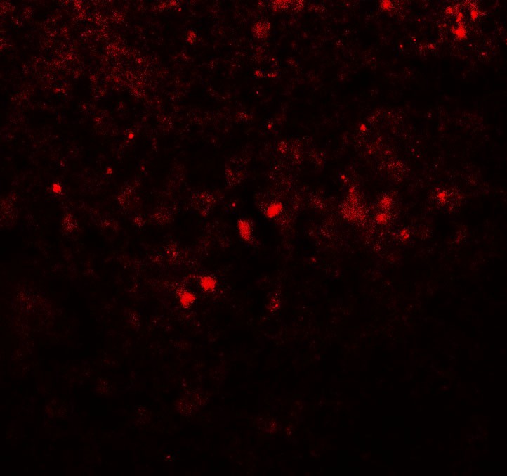 Immunofluorescence of SREBF1 in human spleen tissue with SREBF1 antibody at 20 ug/mL.