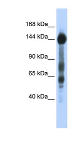 SREBF1 / SREBP-1 antibody LS-C110270 Western blot of Transfected 293T cell lysate.