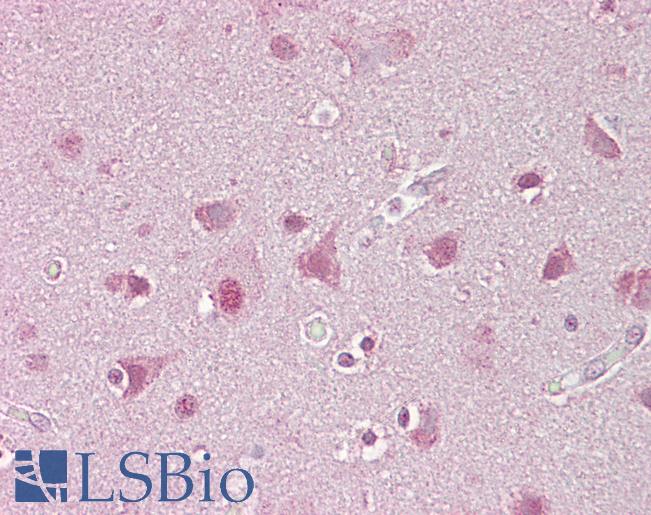Anti-SREBF1 / SREBP-1 antibody IHC of human brain, cortex. Immunohistochemistry of formalin-fixed, paraffin-embedded tissue after heat-induced antigen retrieval. Antibody LS-B6968 concentration 5 ug/ml.