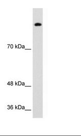 Transfected 293T Cell Lysate.