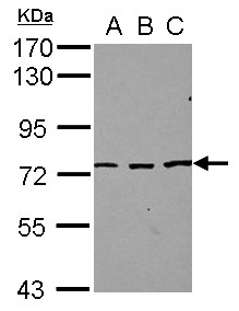 Sample (30 ug of whole cell lysate) A: NT2D1 B: IMR32 C: U87-MG 7.5% SDS PAGE SREK1 / SFRS12 antibody diluted at 1:1000