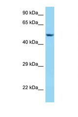 SRL / Sarcalumenin antibody LS-C146163 Western blot of 435S Cell lysate. Antibody concentration 1 ug/ml.