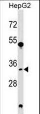 SRM Antibody western blot of HepG2 cell line lysates (35 ug/lane). The SRM antibody detected the SRM protein (arrow).