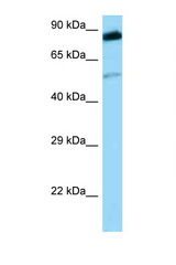 SRMS antibody LS-C146483 Western blot of PANC1 Cell lysate. Antibody concentration 1 ug/ml.